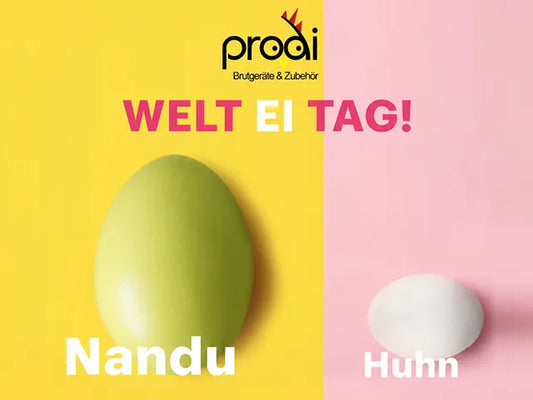 Der Welt-Ei-Tag: Von der Zucht bis zum Ei