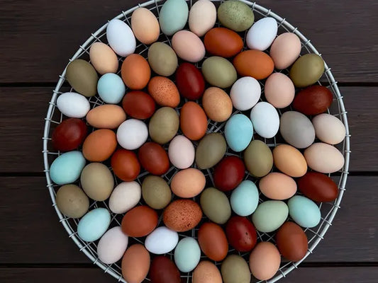 Die bunte Welt der Eier und Hühner