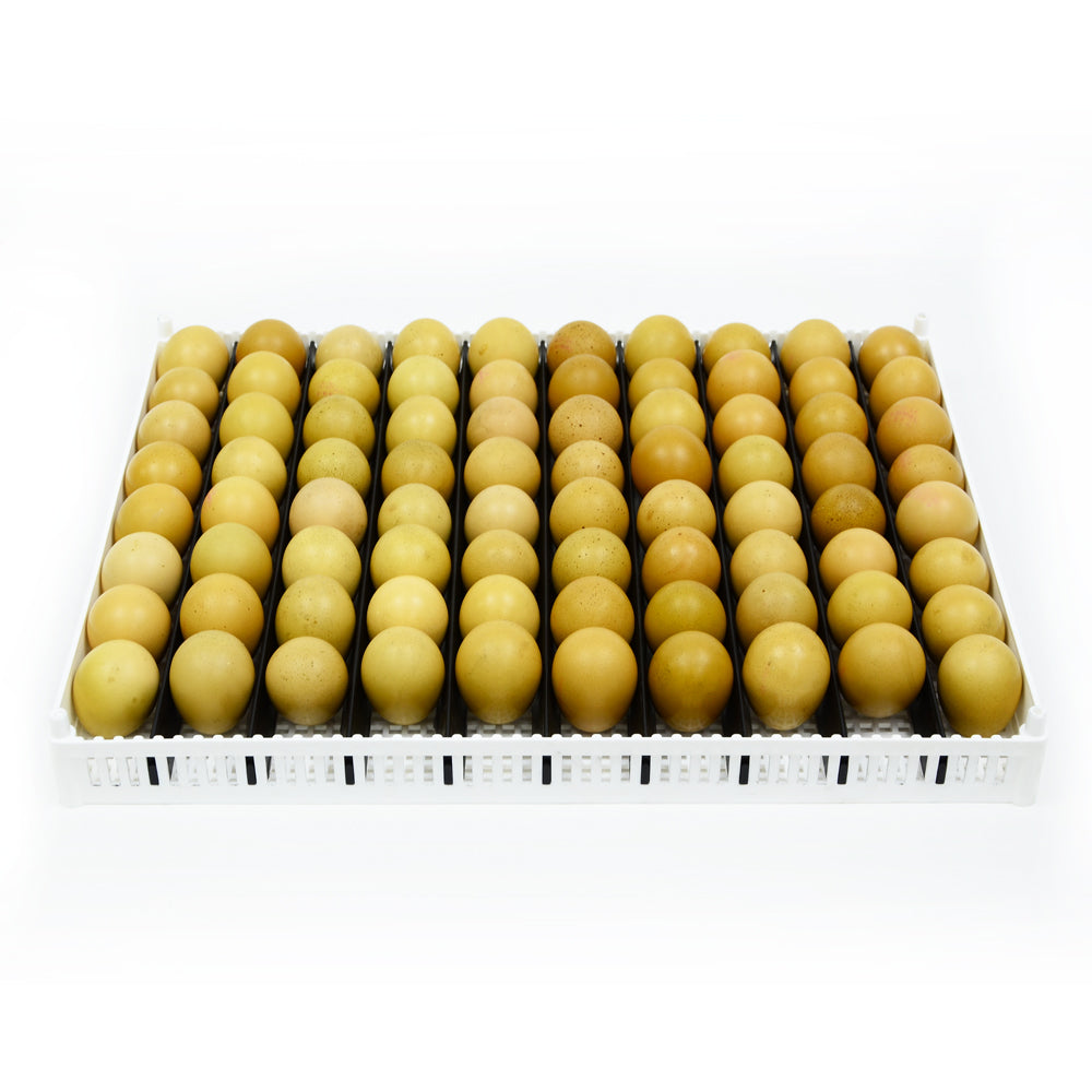 FLX80 Brutschale/Schlupfkorb