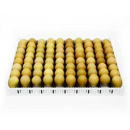 FLX80 Brutschale/Schlupfkorb