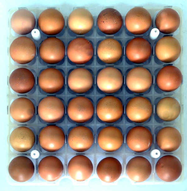 TR36 Hühner-Bruthorden