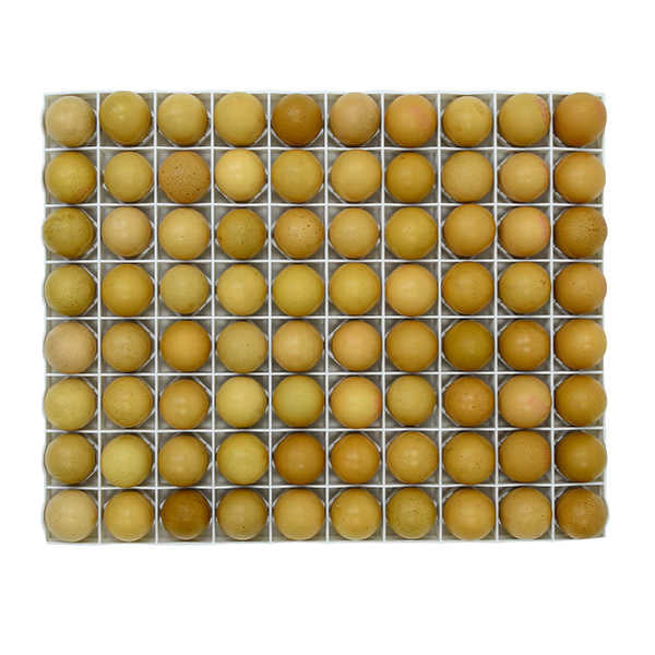 TR80 Hühner-Bruthorden