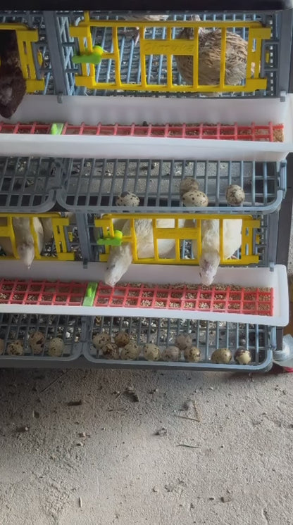 Wachtelzuchtbox mit 3 Fächern und 1 Etage BYK-03-1K