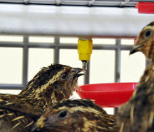 NPA-02 Kurze Tränkenschale – Ergänzung für Nippel-Tränkesysteme